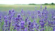 Dorme mal? O óleo de Lavanda pode ser uma boa solução. - Annie Spratt/Unsplash