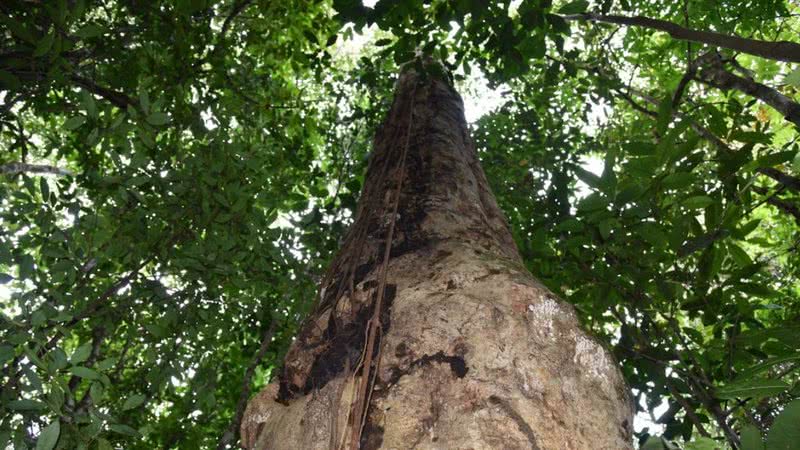 Pesquisadores descobrem espécie de árvore gigante na Mata Atlântica - Divulgação do JBRJ