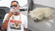 Cachorrinho de Poze do Rodo passou mal após ingerir um pedaço de maconha - Foto: Reprodução / Instagram