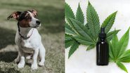 A aplicação da cannabis medicinal no tratamento veterinário será debatida no congresso “WNTC – We Need to Talk About Cannabis” - Unsplash/Gemma Regalado/Kimzy Nanney