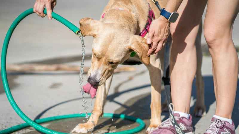 Cuidados essenciais para seu pet no calor: dicas para manter seu amigo seguro e confortável - Internet