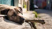 SOS Pet oferece meios de donos encontrarem seus animais de estimação. - FrimuFilms/Freepik