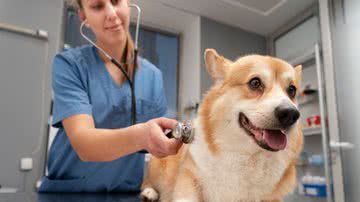 Os animais devem ser consultados e podem passar por alguns exames em especial. - Freepik
