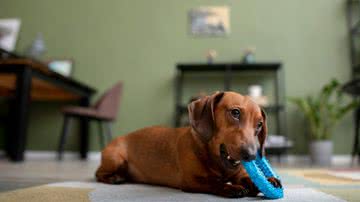 Cães podem viver em apartamento tranquilamente, desde que uma série de cuidados seja tomada. - Foto: Freepik