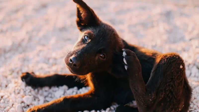 Pulgas e carrapatos afetam o bem-estar e a saúde dos animais. - Rachel Claire/Pexels