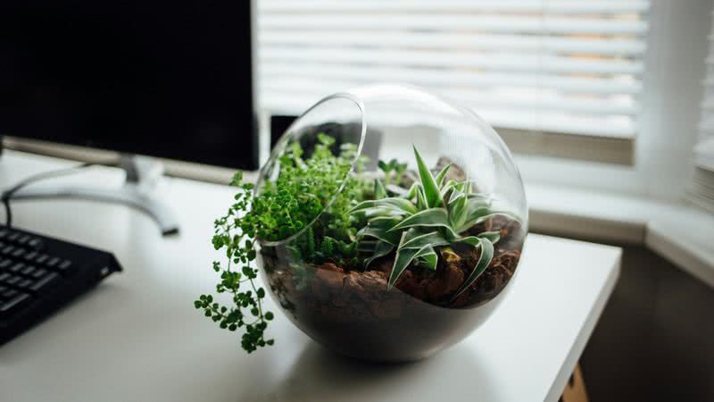 ¿Sin espacio?  Descubre cómo incluir terrarios de plantas en tu decoración
