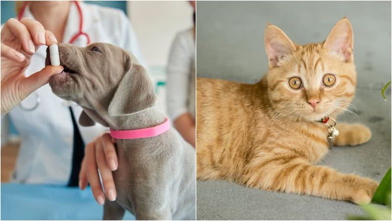 Cães e gatos têm necessidades distintas e precisam de cuidados específicos. - Foto: gpointstudio/Freepik e Matheus Guimarães/Pexels