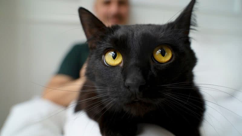 Os gatos pretos são maioria nos lares de adoção. - Foto: Freepik