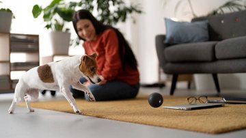 Os ensinamentos prometem melhorar o dia a dia dos animais e também dos donos. - Foto: Freepik