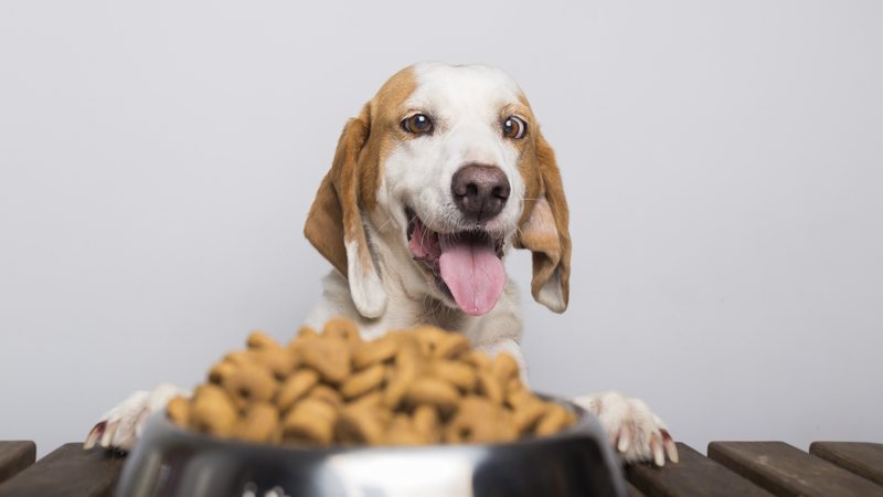 Assim como os humanos, os pets também devem se alimentar em uma velocidade moderada. - Foto: wirestock/Freepik