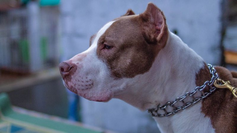 Saiba como agir após um ataque de pitbull - Pixabay