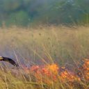 As aves incendiárias não são capazes de iniciar um incêndio florestal - Reprodução/X