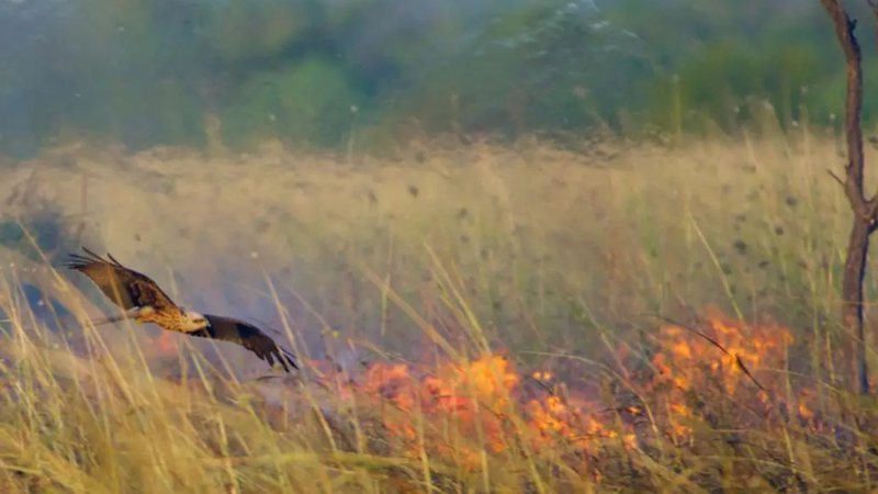 As aves incendiárias não são capazes de iniciar um incêndio florestal - Reprodução/X