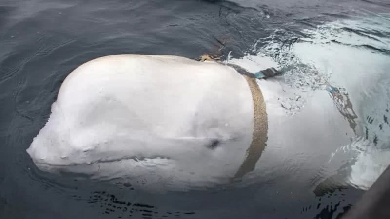 Entenda o mistério por trás da morte da baleia beluga espiã - AFP/Diretoria Norueguesa de Pesca/Jorgen Ree Wig