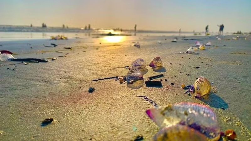 Praia de Piauí é tomada por caravelas-portuguesas - Marcio Localismo