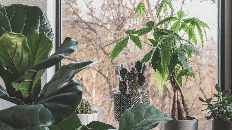 Como cuidar das plantas no tempo seco: dicas para um jardim impecável - Imagem │Unsplash