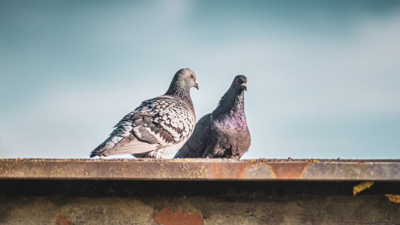 Com acesso fácil à comida e escassez de predadores naturais, os pombos se reproduzem com facilidade. - Foto: wirestock/Freepik