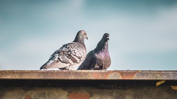 Com acesso fácil à comida e escassez de predadores naturais, os pombos se reproduzem com facilidade. - Foto: wirestock/Freepik