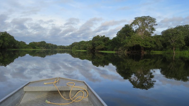 Dia da Amazônia: 3 curiosidades sobre o bioma que você não conhecia - Imagem │Pixabay