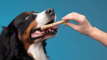 Comida de humano é saudável para pets? Veja como fazer alimentação natural sem erros - Foto: Freepik