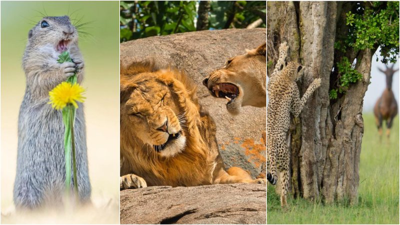 A votação popular vai até 31 de outubro. - Foto: Comedy Wildlife Photo Awards