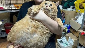 Gato mais gordo do mundo morre com 16 quilos; saiba o peso ideal para um felino - Reprodução/Redes sociais