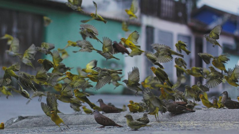 Argentina sofre com invasão de papagaios: entenda as motivações desse fenômeno - Unsplash/Ariana Prestes