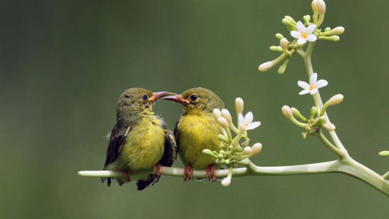 A riqueza está na simplicidade - Freepik/kuritafsheen77