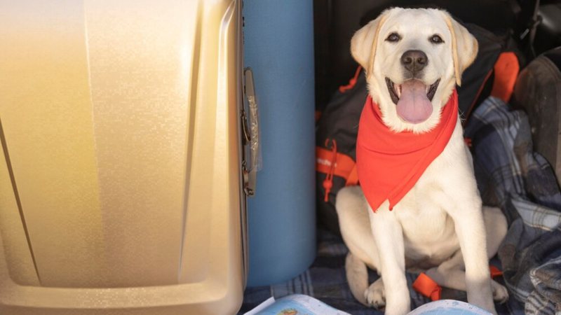 Novo programa foi batizado como PATA (Plano de Transporte Aéreo de Animais). - Foto: Freepik