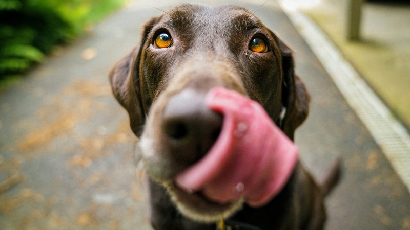 Campanha Novembro Azul também é voltada para a saúde dos pets - Imagem │Unsplash