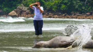 Elefante-marinho resgatada no Guarujá volta ao mar - Instituto Gremar