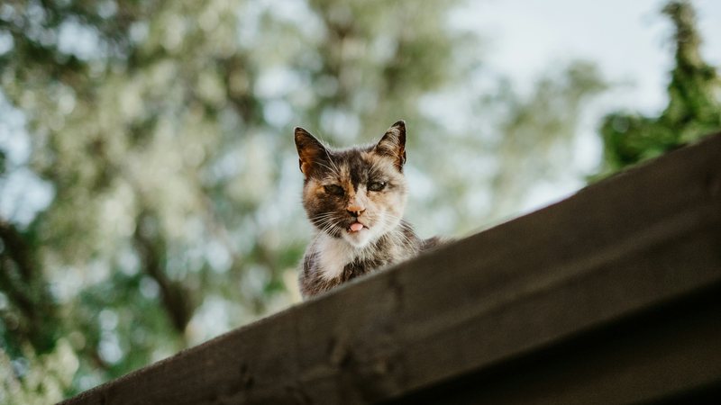 Vejo como garantir a segurança dos seus gatos domésticos - Imagem │Unsplash