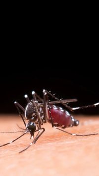 Use água sanitária no combate à dengue!