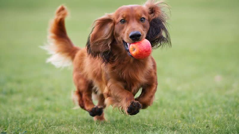 As maçãs possuem nutrientes benefícos aos cães. - otsphoto | ShutterStock