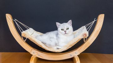 A cama ideal beneficia o sono do gato - Ben Schonewille | ShutterStock