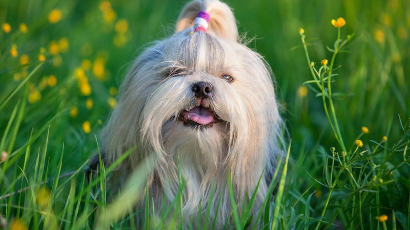 Shih-tzu é uma raça amigável - chaoss | ShutterStock