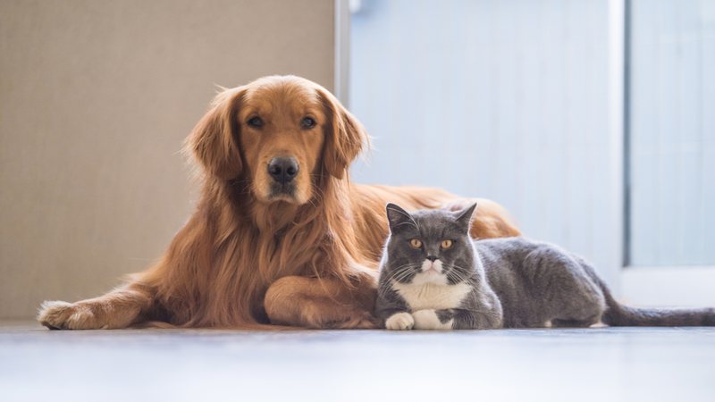 Os pelos possuem funções importantes para saúde dos animais. - Shutterstock