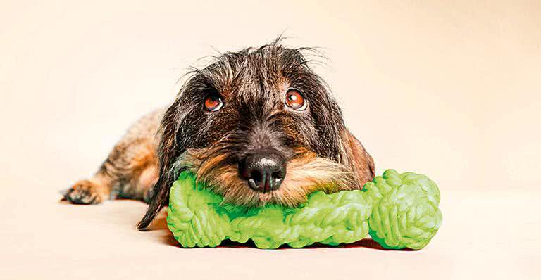 Cãozinho paz e amor - Shutterstock