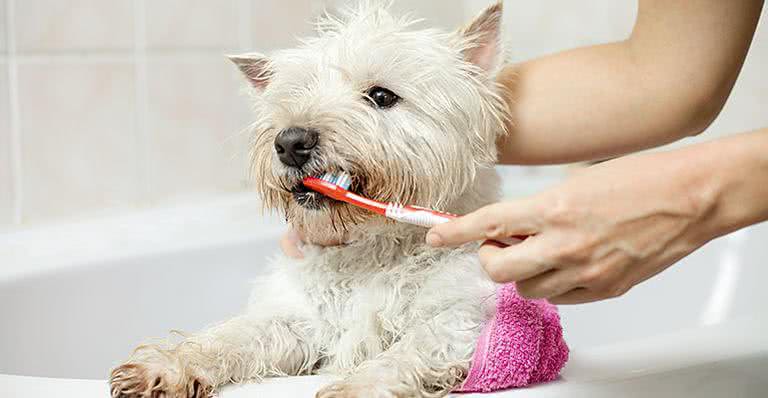 “Preciso escovar os dentinhos do meu cão e do meu gato?” - iStock