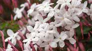 A jasmim-dos-poetas floresce tanto que quase não deixa ver as suas folhas. Aprenda como cultivar essa perfumada trepadeira - iStock