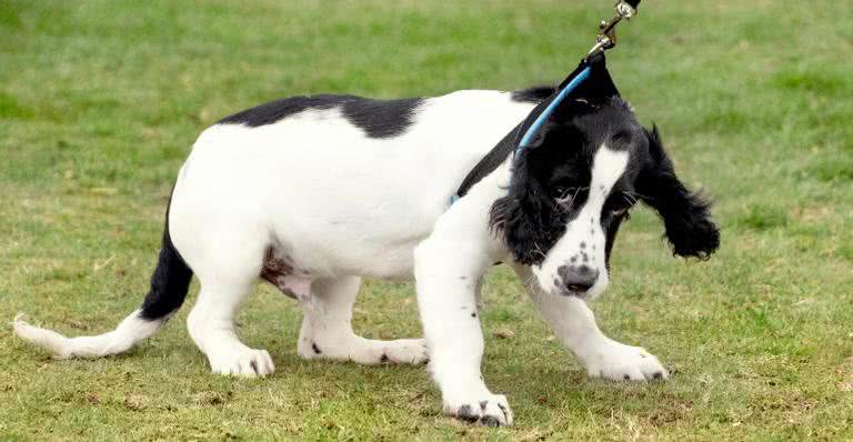 A coleira é importante para a segurança do pet, de outros animais ou de pessoas - Banco de Imagem/Getty Images