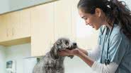 Aumentar a expectativa de vida dos amigos de quatro patas é uma preocupação do dia a dia - Banco de Imagem/Getty Images