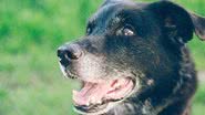 Para cães com dificuldade de enxergar, use marcadores de cheiro - Banco de Imagem/Pixabay