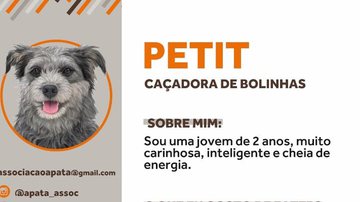 Um exemplo é a Petit, uma cachorrinha que está em busca de um lar - Divulgação
