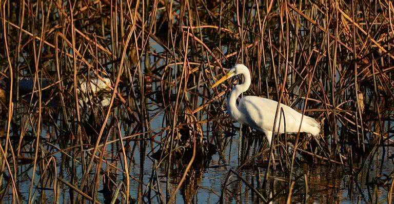 Doença atinge especialmente aves selvagens ou aquáticas - Charlie Yoon/Pixabay