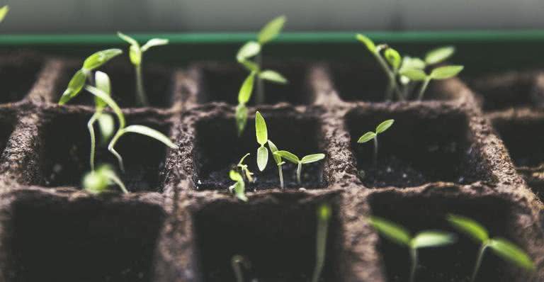 Confira dicas para cultivar plantas em casa - Pixabay