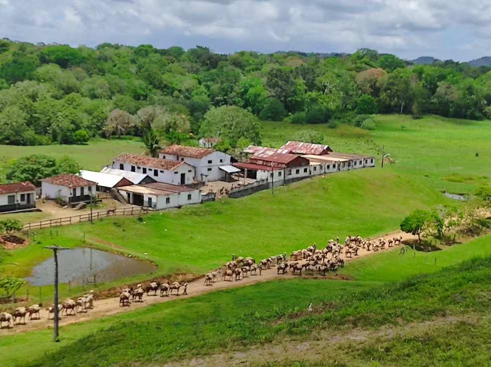 fazenda-renascer