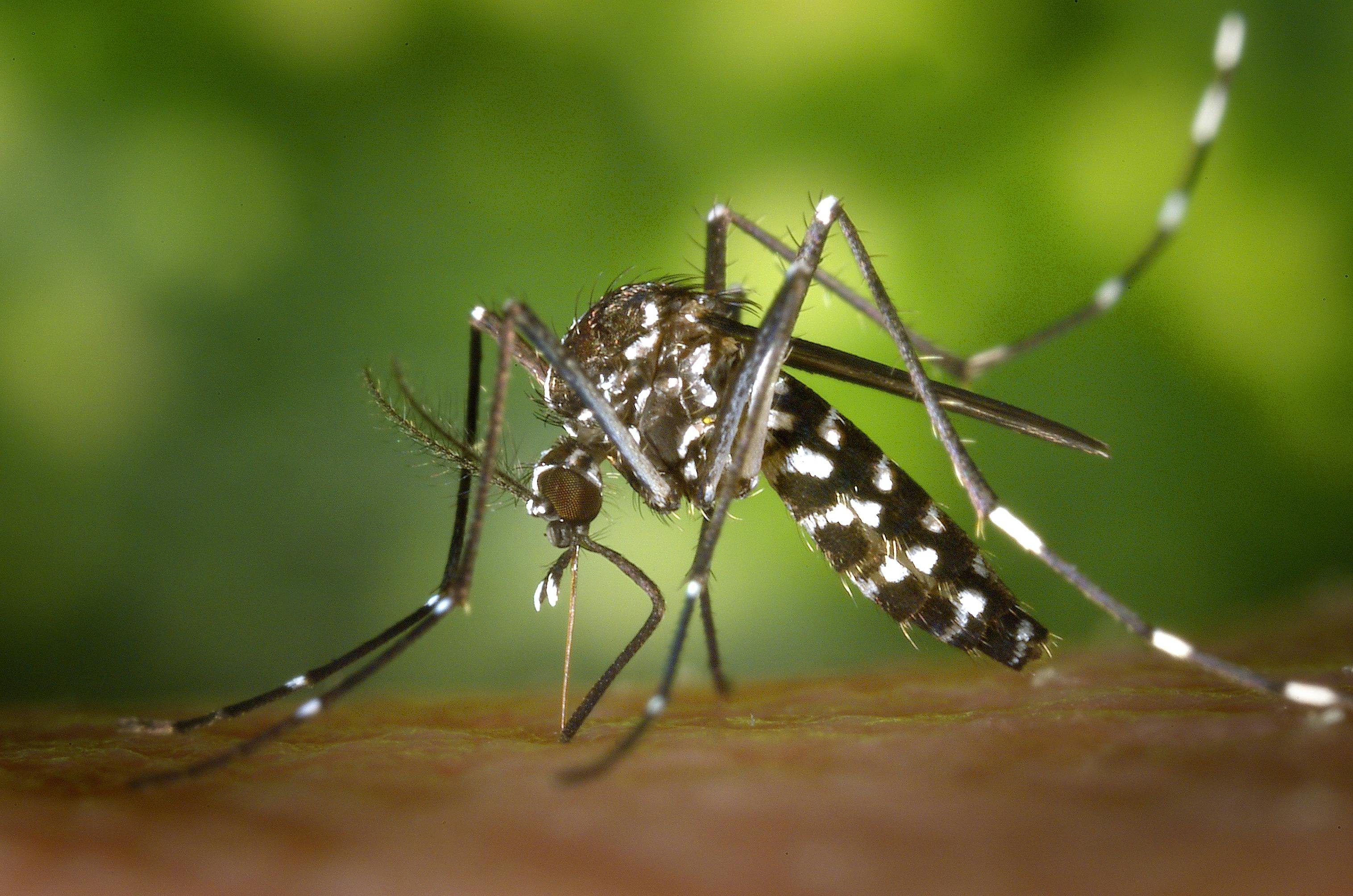 dengue mosquito aedes aege aegypti
