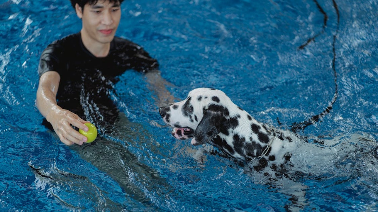 cachorro pode entrar na piscina riscos do cloro