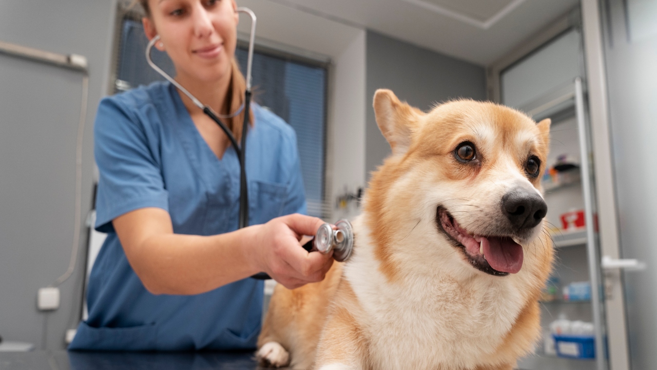 saúde preventiva de pets quais exames fazer cachorro gato